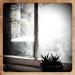 A hidden garden through a broken window in London